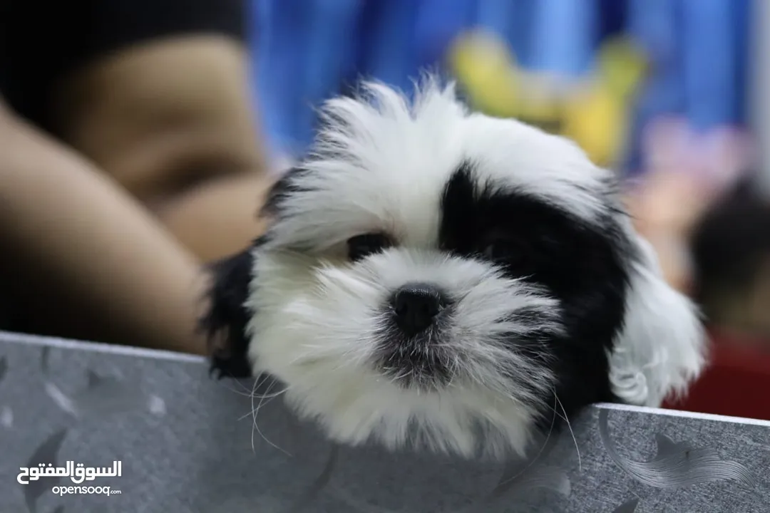 Shihtzu male