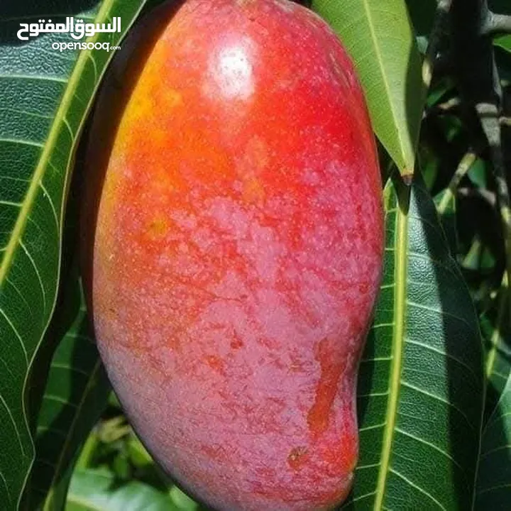الأشجار المثمرة والزينة تجمع بين الجمال والفائدة، تنسيق وصيانة الحدائق الداخليه والخارجية