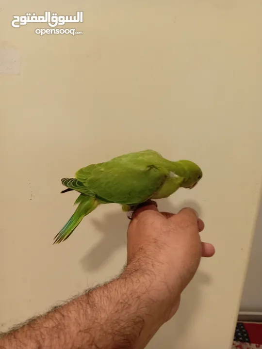 Green Ringneck parrot baby