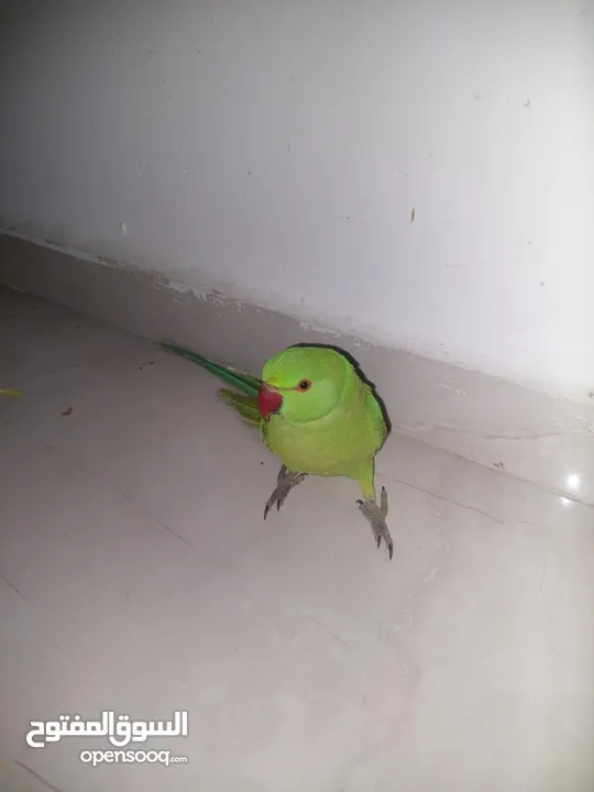 ببغاء درارة  هندي كوكو عمر سنة وريكو عمر سنة ونص اليف ولعوب ومدرب وصحتو جيدة جدا ومرح بلعب بالبيت .
