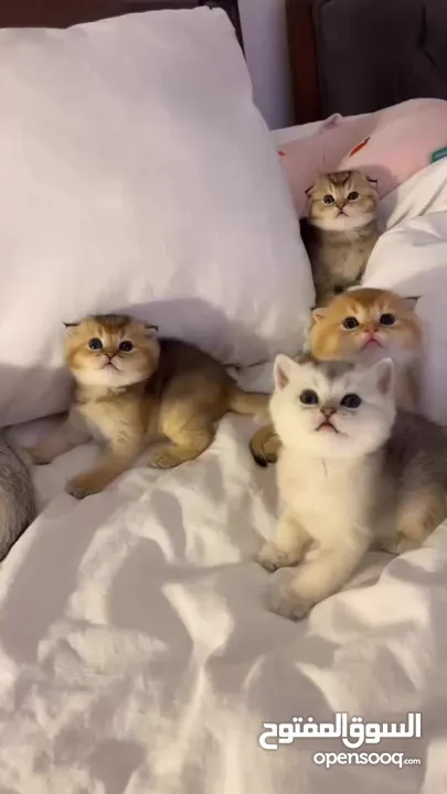 سكوتش فولد / بريتش شورت هير  Scottish fold and British kittens