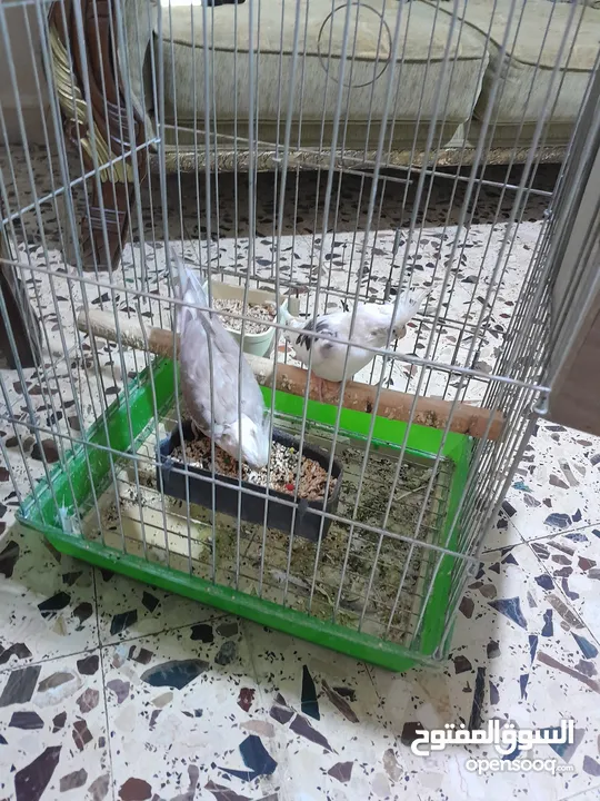 جوز كوكتيل وايت فيس