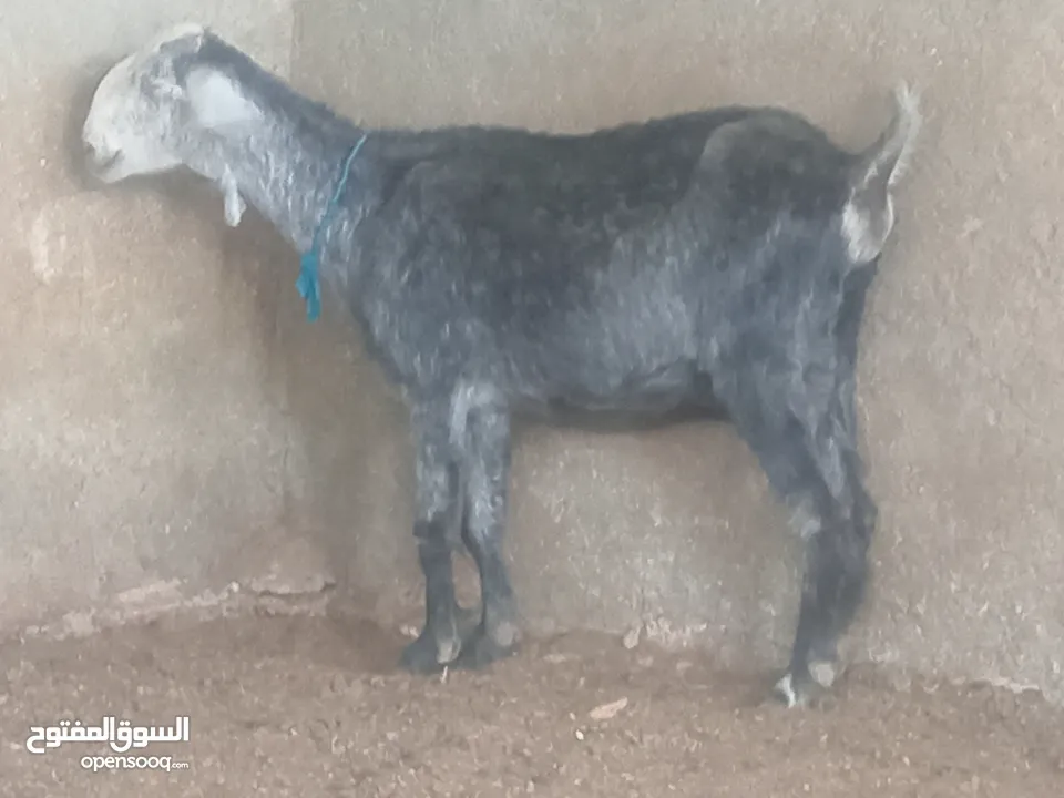بسم الله الرحمن ارحيم معز فل لحم وسن صغير ضحايه