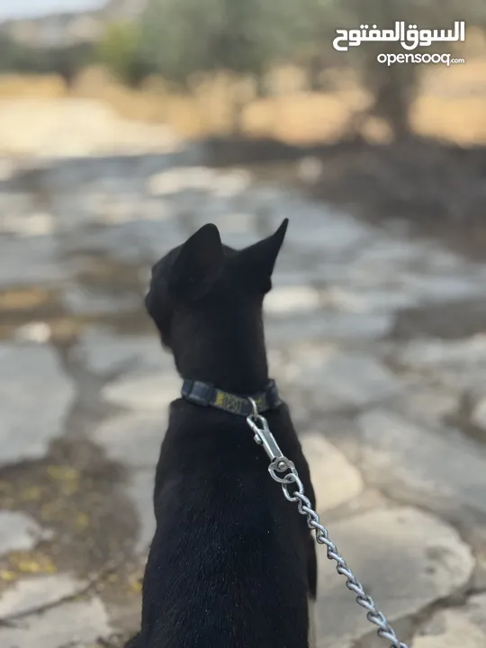 هاسكي انثى للبدل او البيع