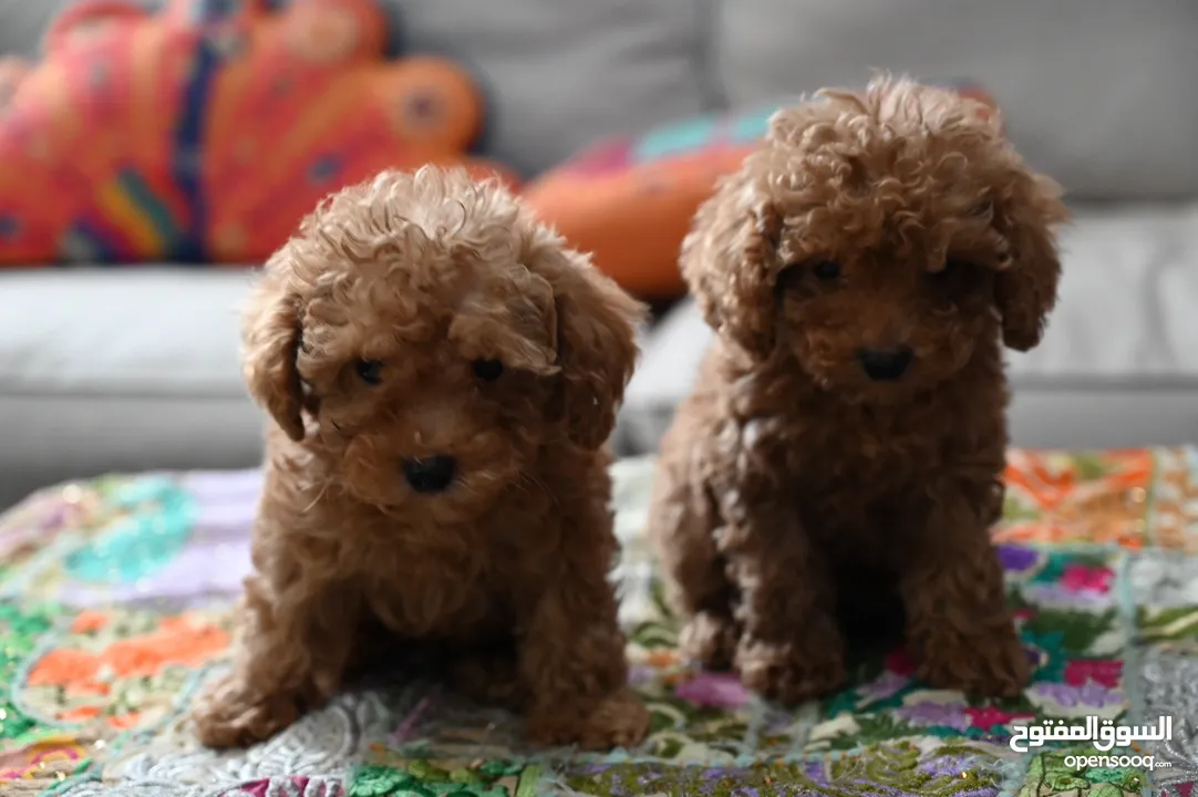 Poodle Puppies in Uae- Toy Breed