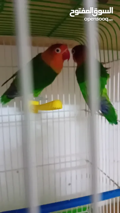 فلشر اخضر للبيع