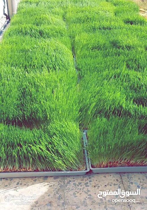 استنبات شعير  شعير مستنبت Sprouted   صواني استنبات شعير Barley germination barley