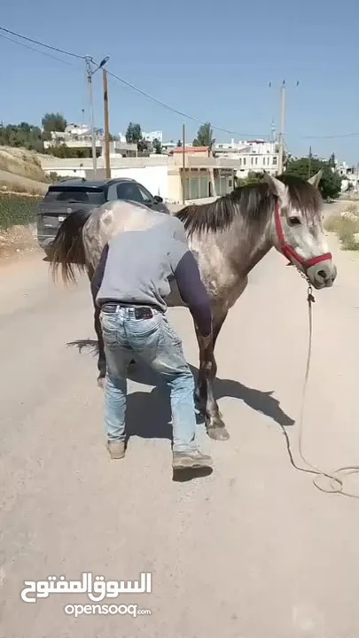 حصان للبيع ما شاء الله عليه
