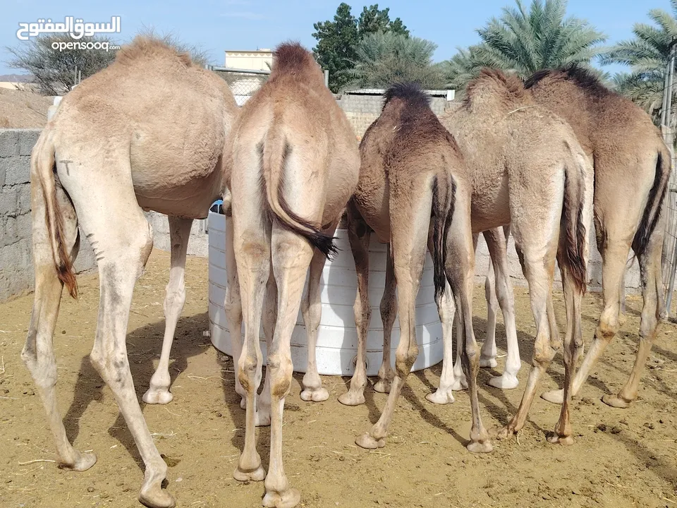 جعدان للبيع محليات مال دار ومطعومات طعام نظيف