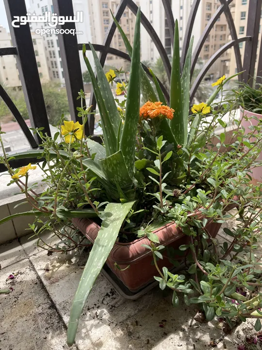 Balcony flower plants