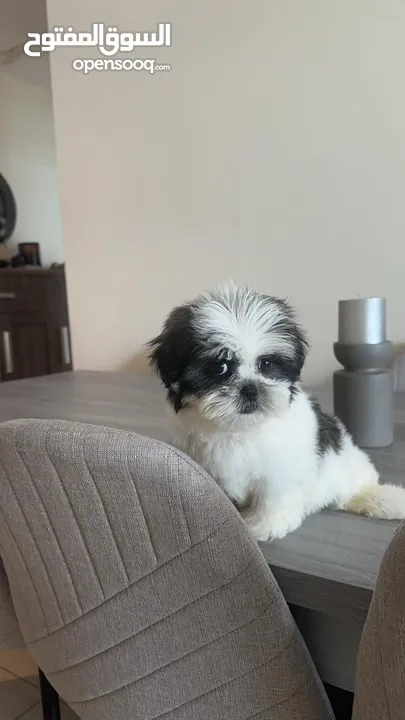 Pure shih tzu