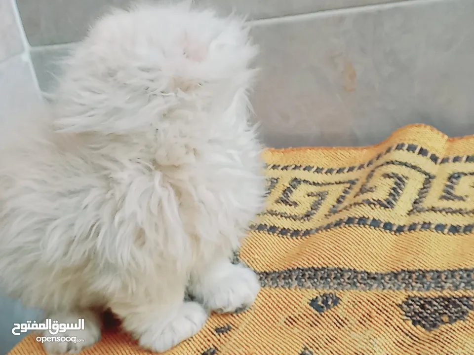 Scottish fold long hair 48 day