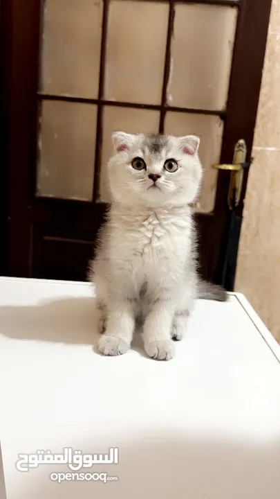 قط سكوتش فولد عمر شهرين ونص