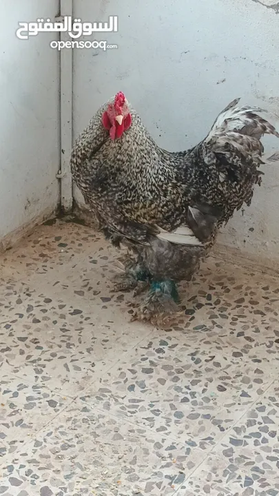 ديوك براهما بيور