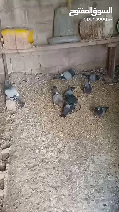 حمام مخلط للبيع
