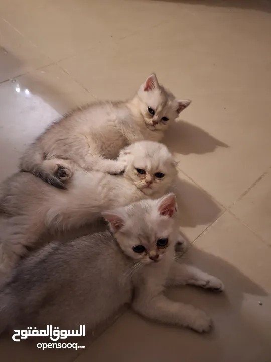 kittens for sale 60 days old    Scottish.