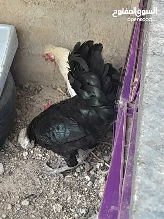 جاج محلق جامبو اسود سك فرختين وديك..        .......