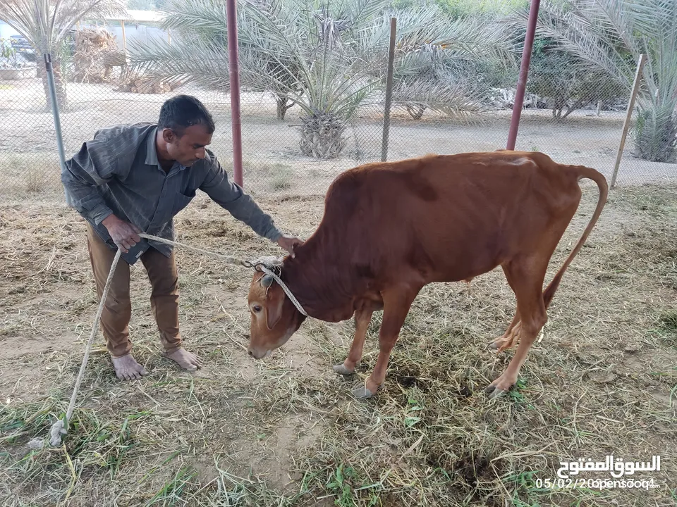 عجل عماني للبيع وبسعر مناسب