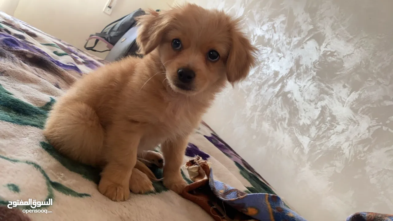Pure Mini Golden Retriever Puppy for Sale – 2 Months Old (Male)  بيور كلب ميني جولدن ريتريفر للبيع