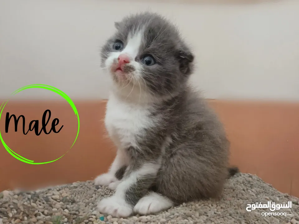 Purebred Scottish Straight and Fold lilac bicolor kittens.