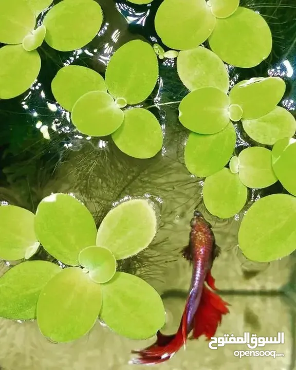 سمك ، نبات طافي طبيعي لأحواض السمك (مفيد للـ سمك) من نوع Dwarf water lettuce
