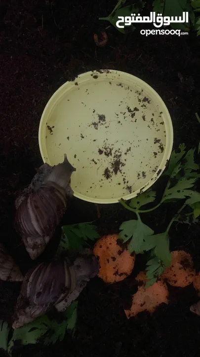 حلزون افريقي/Giant African Snail