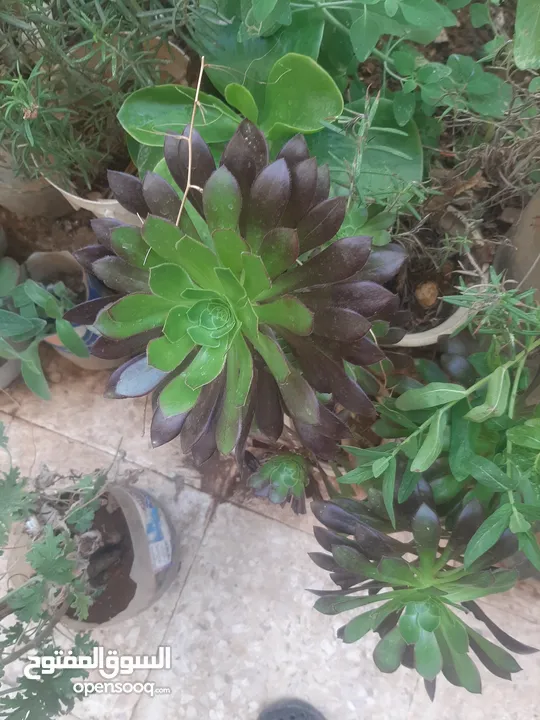 زريعه زينه للبيع