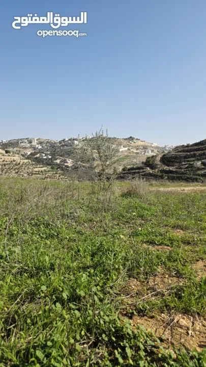 قطعة نص دونم دورا