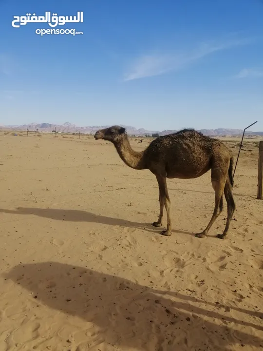 بكره للبيع
