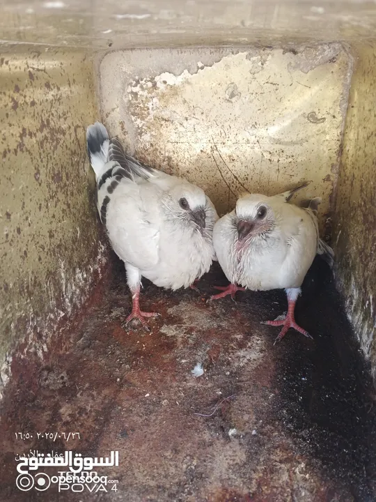 كوم 30 حبة تنضيف سطح جواز فحول طواير فراخ