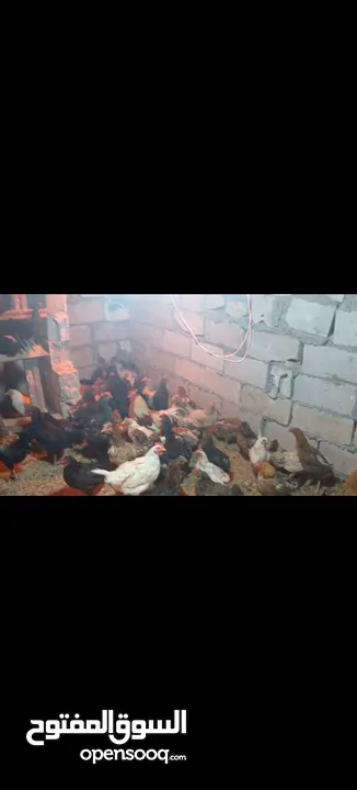 ‏دجاج بلدي نخب أول