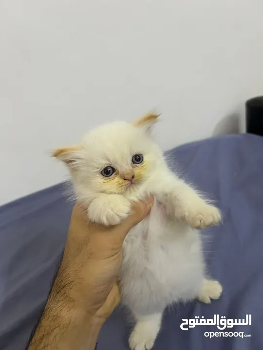 بسس هيمالايا مكس عمر شهرين للبيع