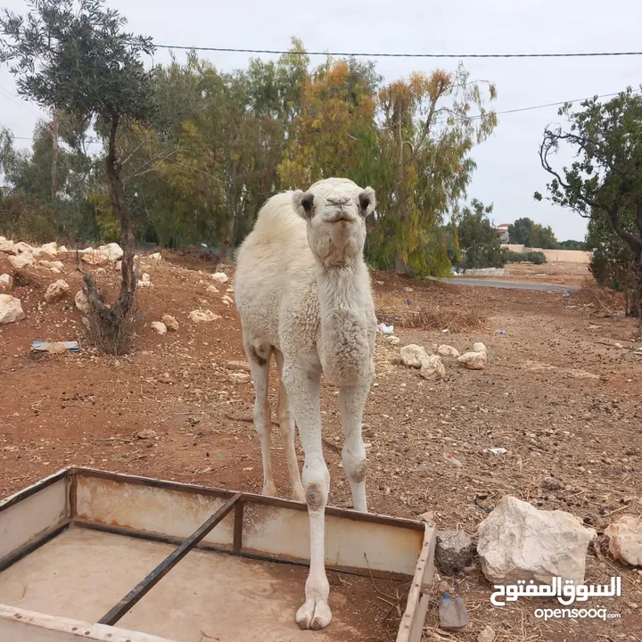 بكره   وسر طيب