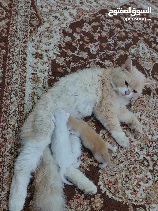 قطة مع أطفالها