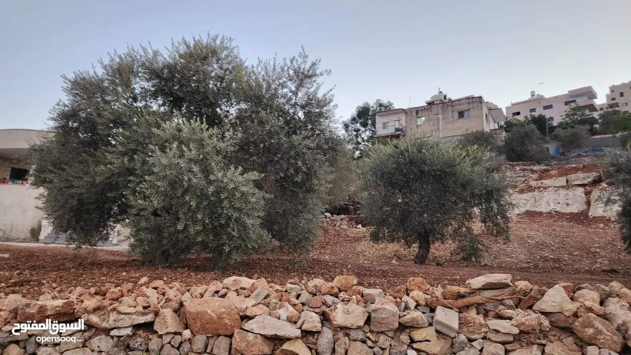 كوبر / أرض للبيع مساحه 750 متر مشجره بالزبتون