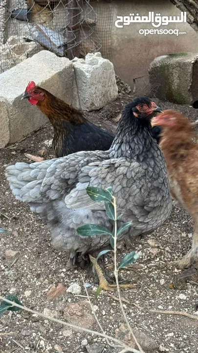 صيصان قطني وبراهمي للبيع