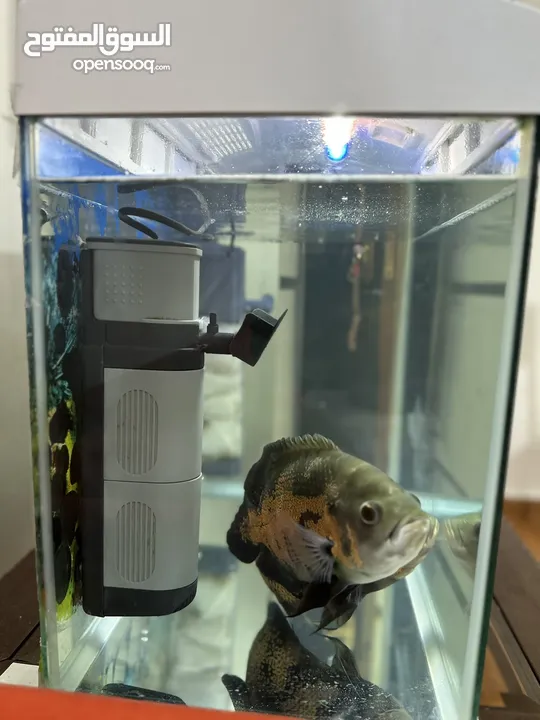 Oscar fish