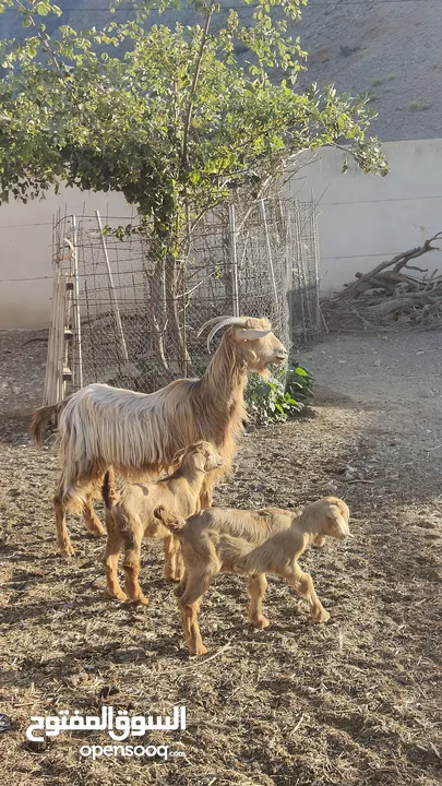 شاه للبيع.