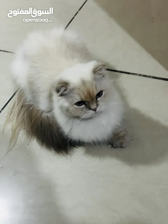 قطة مكس بين هملايا وسكوتش