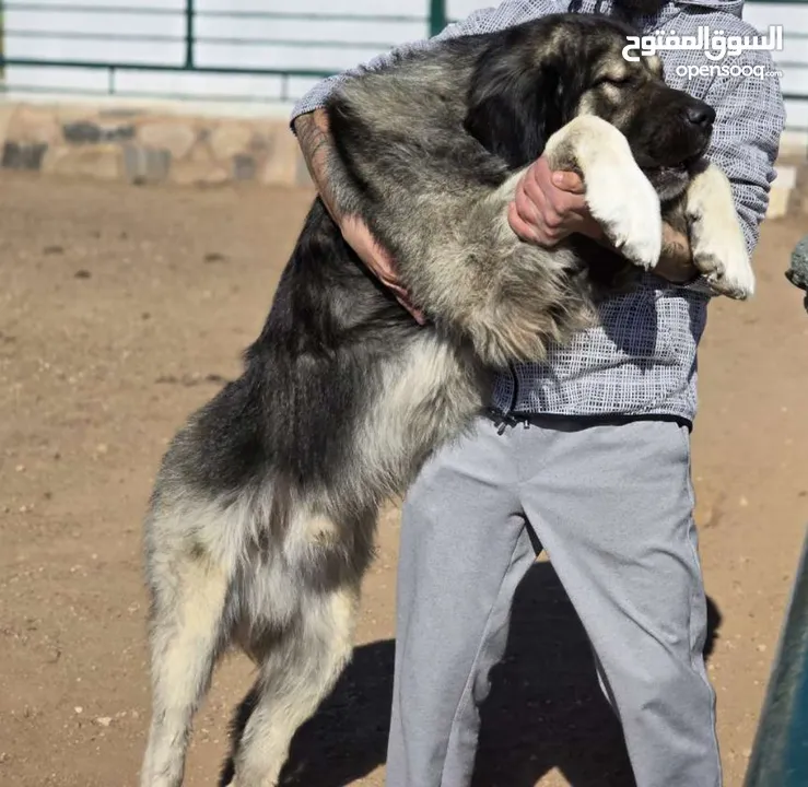 (Caucasian shepherd) الراعي القوقازي