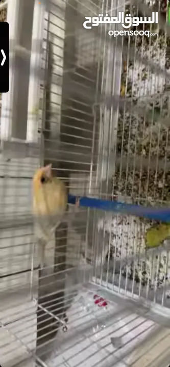 يوجد طيور كناري مميزة وجميلة في الخليل