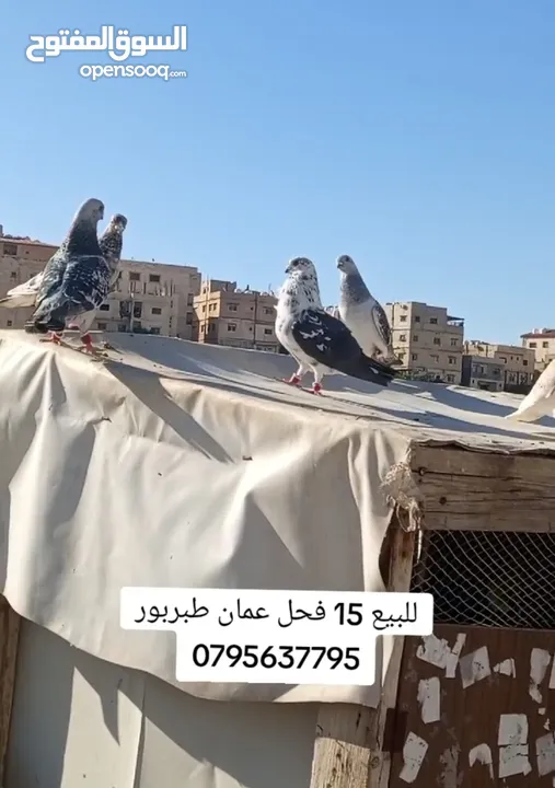 للبيع 15 طير حمام فحول