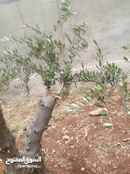 كافة الخدمات والأعمال الزراعية بأحدث الطرق العلمية