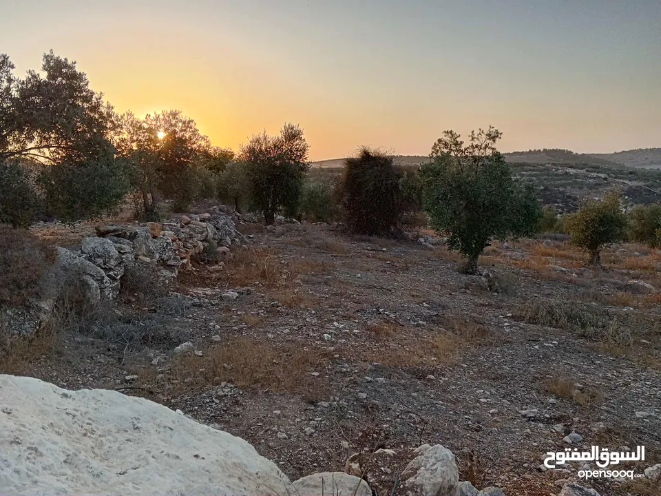 ارض زيتون للبيع في صوريف