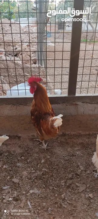 دجاج لوهمان