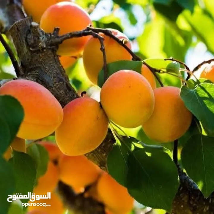 جميع انواع الاشجار  وفريق لصيانة وتنسيق جميع الحدائق والأشجار