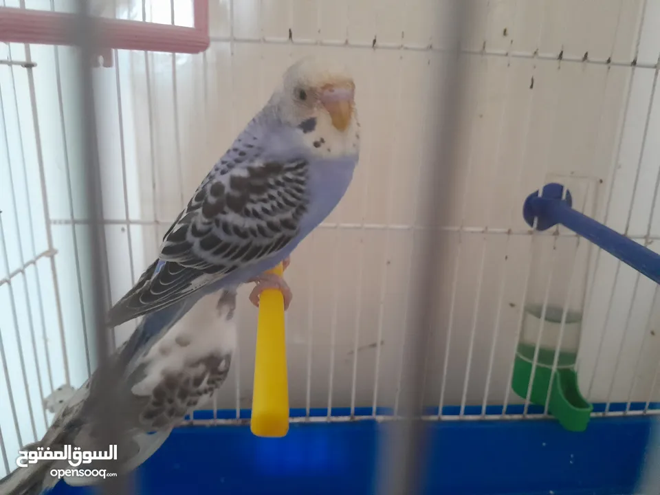 ثلاث عصافير بادجي (حب) للبيع