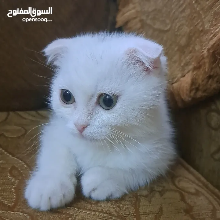 تواصل واتساب  " قطط هملايا وسكوتش فولد "