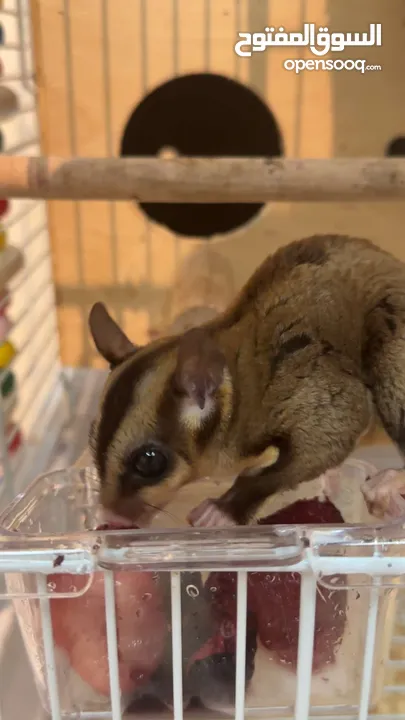 Sugar glider male 1 year tamed with cage and accessories