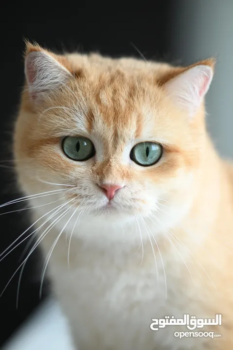 Scottish British shorthair longhair kittens British shorthair Scottish fold kittens Scottish